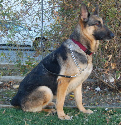 Xena von La Brea a sitting 4